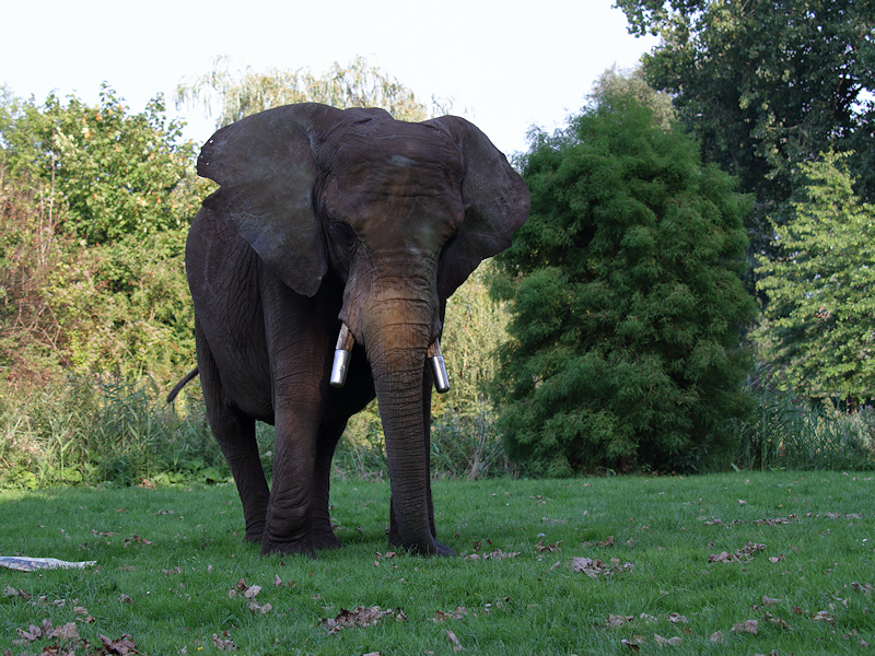 Zoogdieren